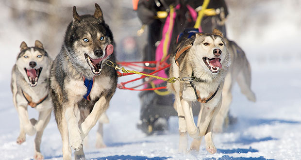 Betrug: Waldviertler Huskyzüchterin verurteilt