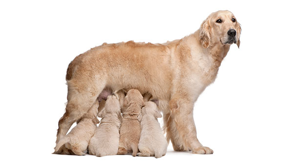 Kastration – die Lösung bei Verhaltensproblemen?