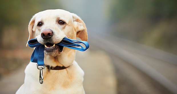 Von Leinen und deren Benützern