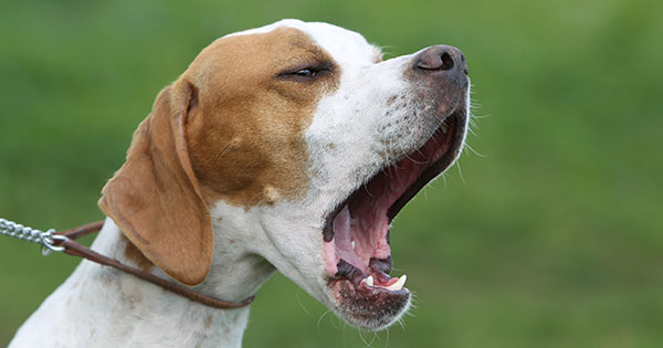 Vom Hoffen auf ein Wunder oder: die aktive Sozialisierung des Hundes