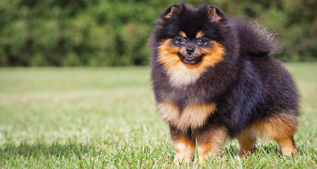 Im Rasseportrait: der Zwergspitz