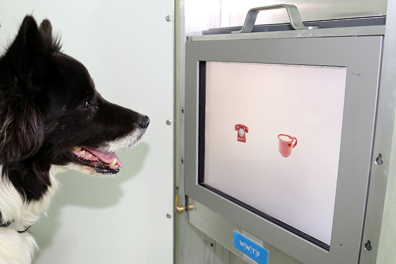 Lernen wie ein junger Hund – Hunde lernen in jungen Jahren schneller als im Alter