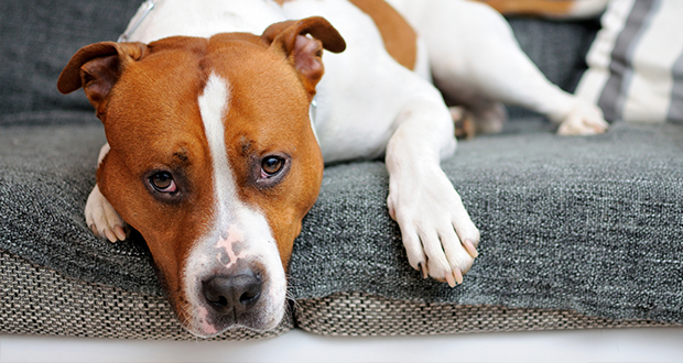 Sachsen-Anhalt: Kampf dem Schwarzmarkthandel mit “Kampfhunden”