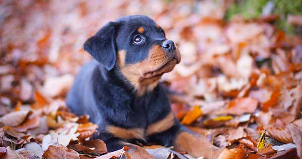 Beißunfall in Kärnten – Opfer betraten fremdes, gekennzeichnetes Grundstück