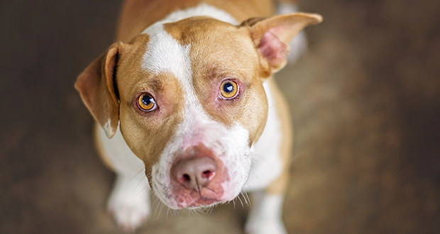 Heilig, heilig, heilig ist der Kampfhund