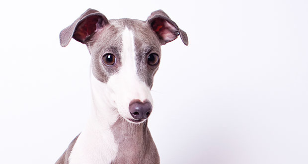 Italienisches Windspiel