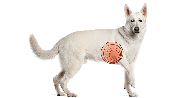 Operation nach der PAUL-Methode bei Ellbogendysplasie