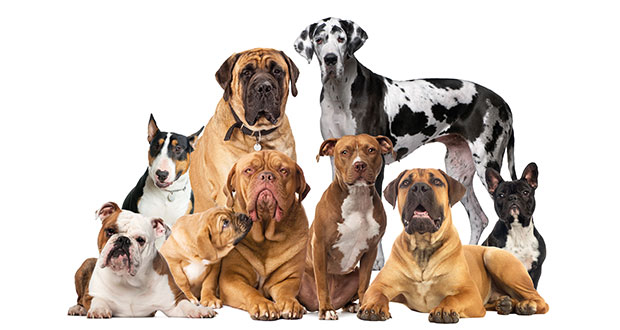 Hunde der Welt: Terrier-Mischlinge, Bullenbeißer und Saupacker