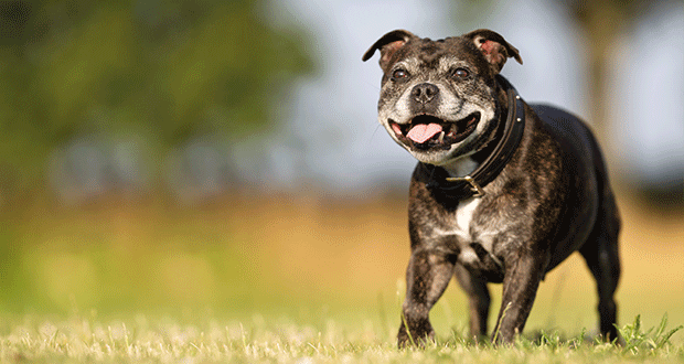 Einschläfern – wann ist der richtige Zeitpunkt?