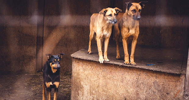 Gerettet – und nun? Die Tücken des Auslandstierschutzes