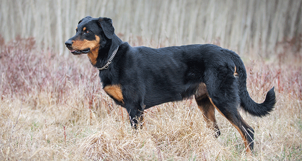 Im Rasseportrait: der Beauceron