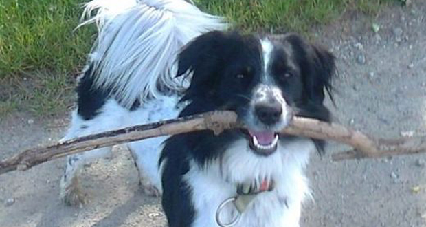 Oststeiermark: Jäger erschießen 2 Hunde