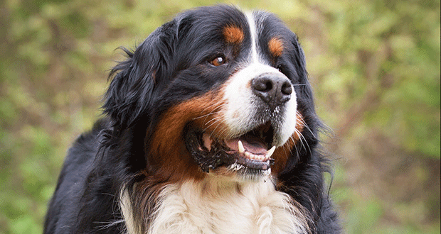 Hilfloser Hunde-Senior wird vor einem Geschäft „totgetrampelt“