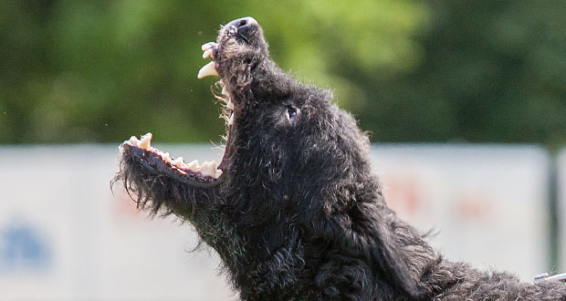 Hund beißt Mensch = Todesurteil?