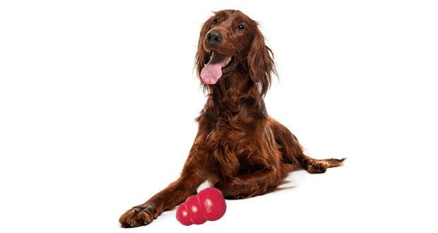 Hundeeis und kalter Kong – Abkühlung oder Krankmacher?