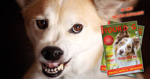 Schwerpunkt: Aggression