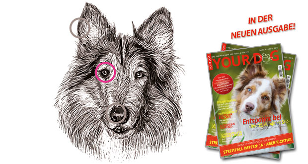 Die Sinne des Hundes – das Auge