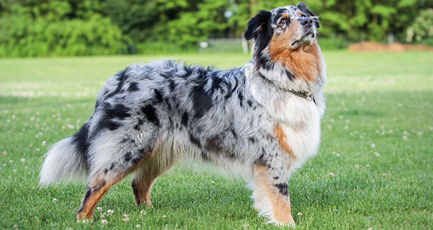 banneraussieshepherd