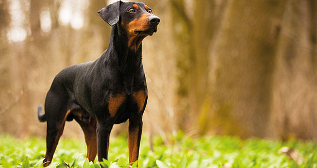 bannerdtpinscher