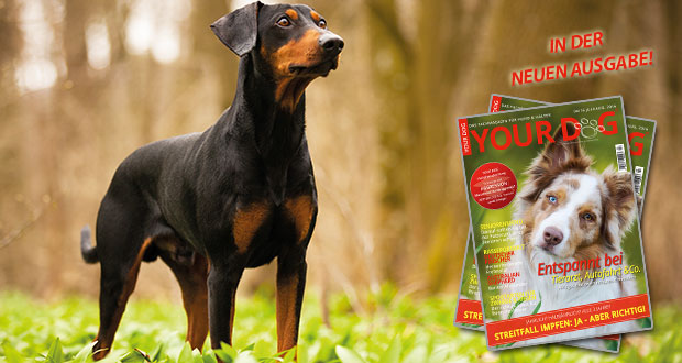 Im Portrait: der Deutsche Pinscher