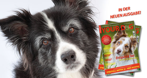 Seniorenmenü – die speziellen Bedürfnisse älterer Hunde