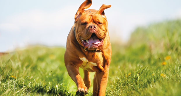 Rasseportrait: die Bordeaux Dogge