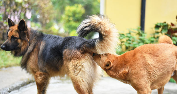 Reine Männersache: die Vor- und Nachteile des Kastrationschip