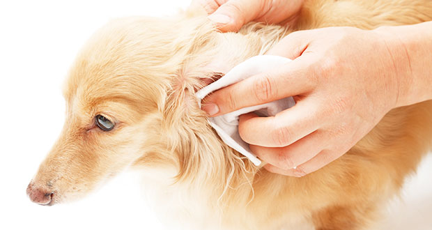 Entzündungen der Ohren