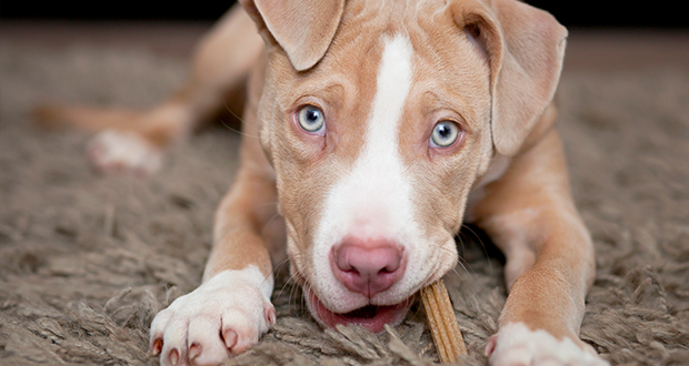 Pitbull, Bullterrier und Co. – wie sie wirklich sind