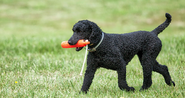 Rasseportrait: der Pudel