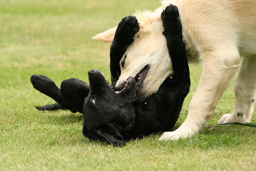 Vererbte Rudelstellungen – setzt dem Wahnsinn endlich ein Ende!