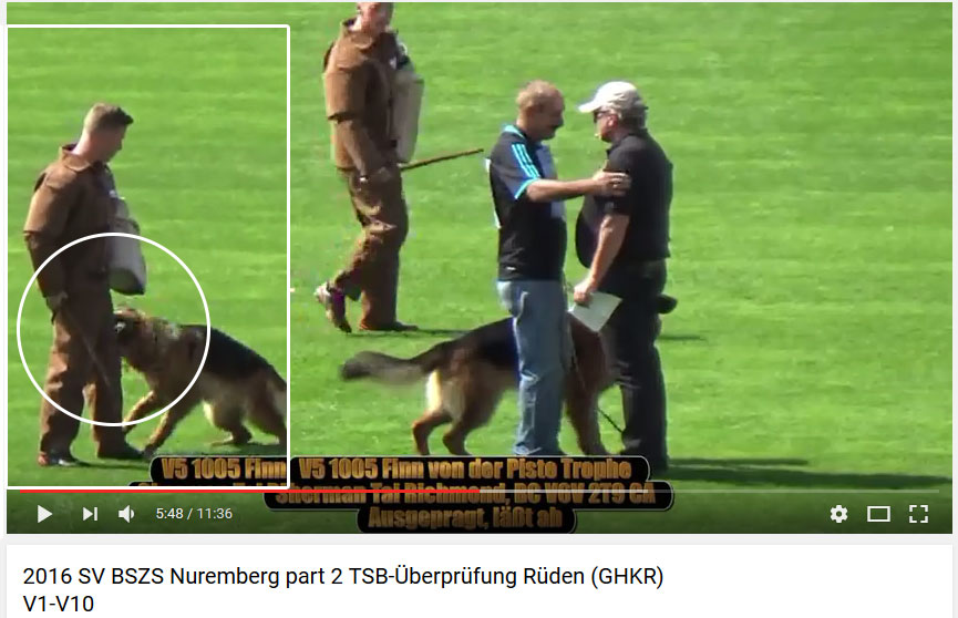 Das „System“ Hundezucht