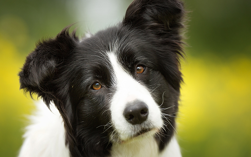 Episodisches Gedächtnis – Hunde erinnern sich wie wir