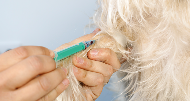 Was uns das Blutbild verrät