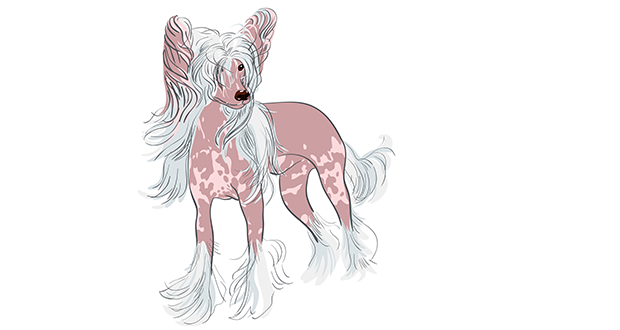 Von kleinen Hunden und angepasstem Training