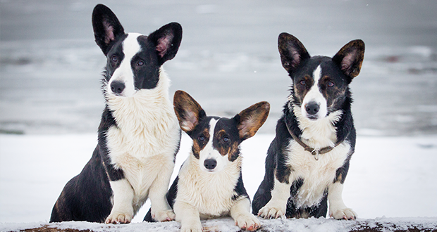 Im Rasseportrait: der Welsh Corgi