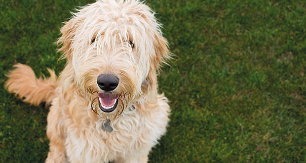 Designerdogs – letzter Ausweg oder unseriöse Geldmacherei?