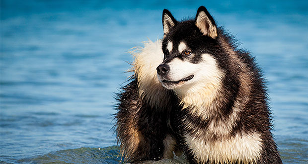 Der Alaskan Malamute
