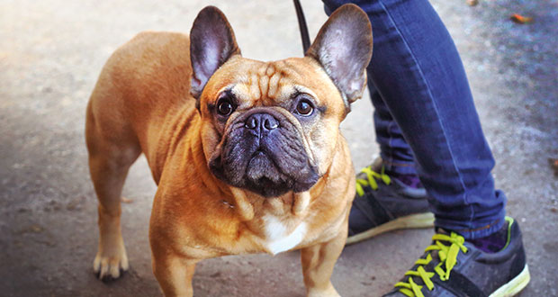 Menschen-Hunde-Mensch – wie der Mensch das Verhalten des Hundes beeinflusst