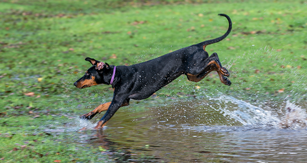 Anti-Jagd – bitte was?