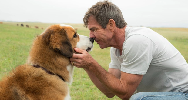 Tierquälerei-Vorwürfe: Filmpremiere abgesagt