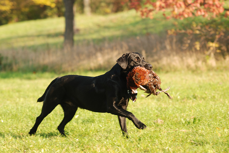 „Bring es wieder“, aber mit Maß und Ziel – Apportieren belastet die Vorderbeine von Hunden
