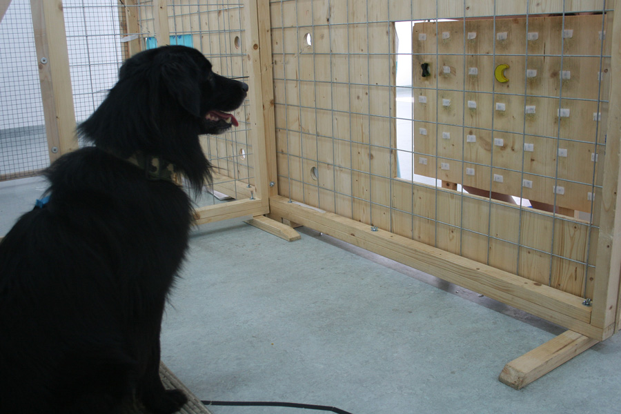 „Dir geb ich glatt ein Leckerli“ – Hunde spendieren auch in komplexen Situationen Futter