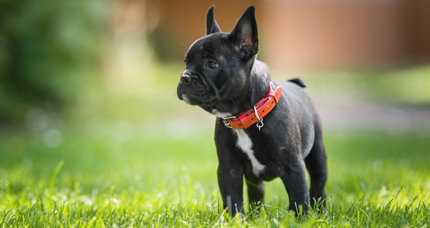 Die 10 beliebtesten Rassen 2016