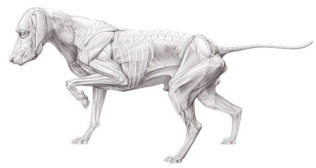 Häufige Erkrankungen der Knochen