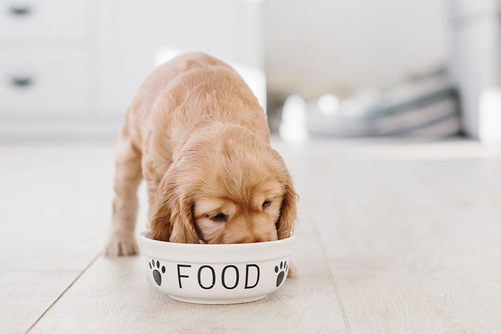 Probleme beim Fressverhalten