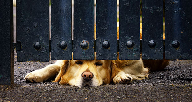 Gebell am Gartenzaun – die Bitte nach mehr Auslastung