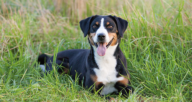 Der Appenzeller Sennenhund