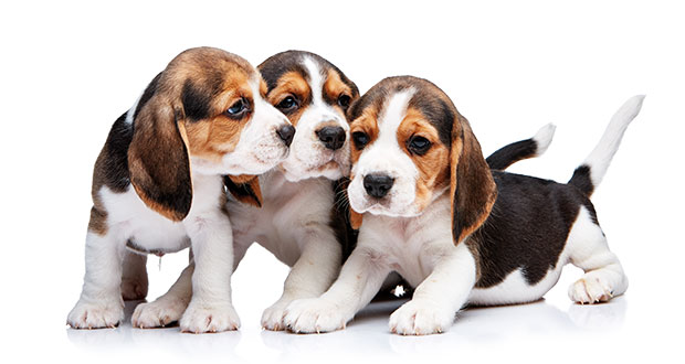 Der erste eigene Wurf