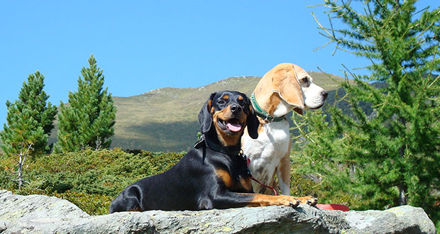 Mit dem Hund ins Gebirge